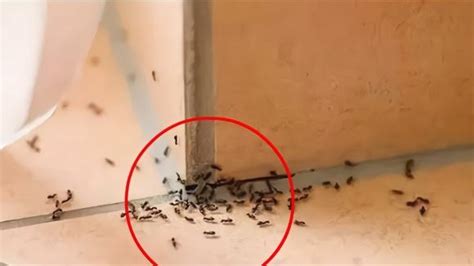 夢見粉水晶 家里很多蚂蚁